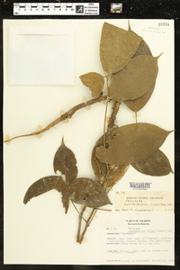 Image of Lonchocarpus nicou