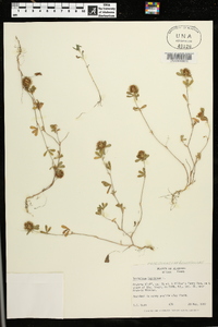 Trifolium lappaceum image