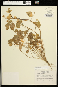 Trifolium hybridum image