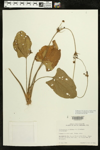 Echinodorus cordifolius image