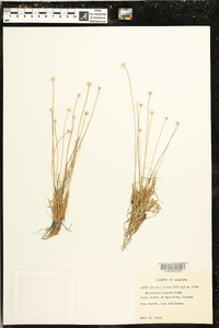 Eriocaulon lineare image