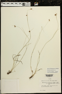 Rhynchospora pinetorum image