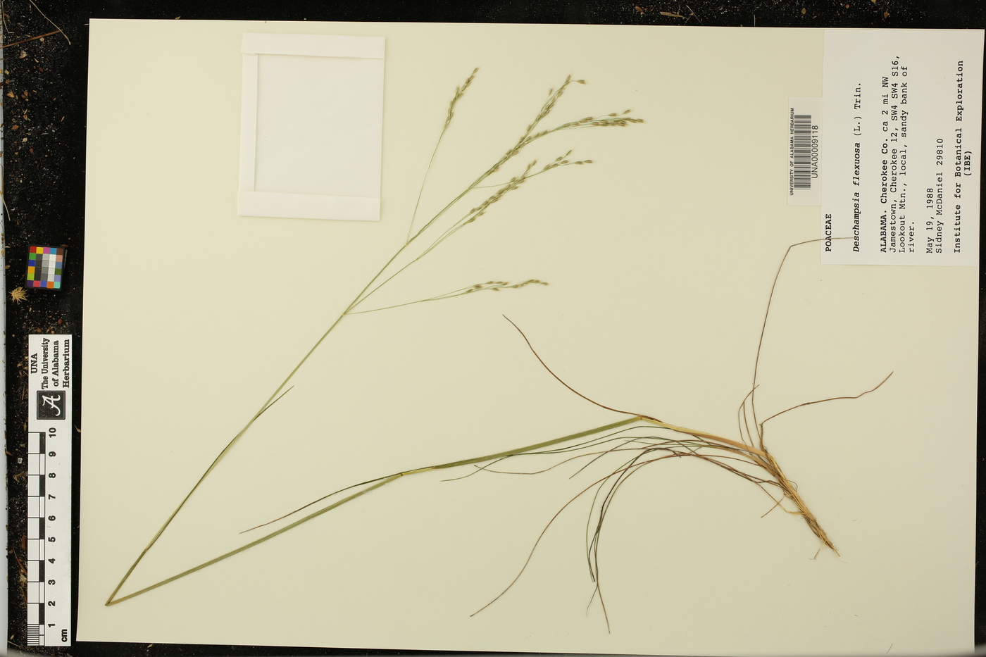 Deschampsia flexuosa image