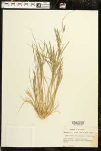 Diplachne fusca subsp. fascicularis image