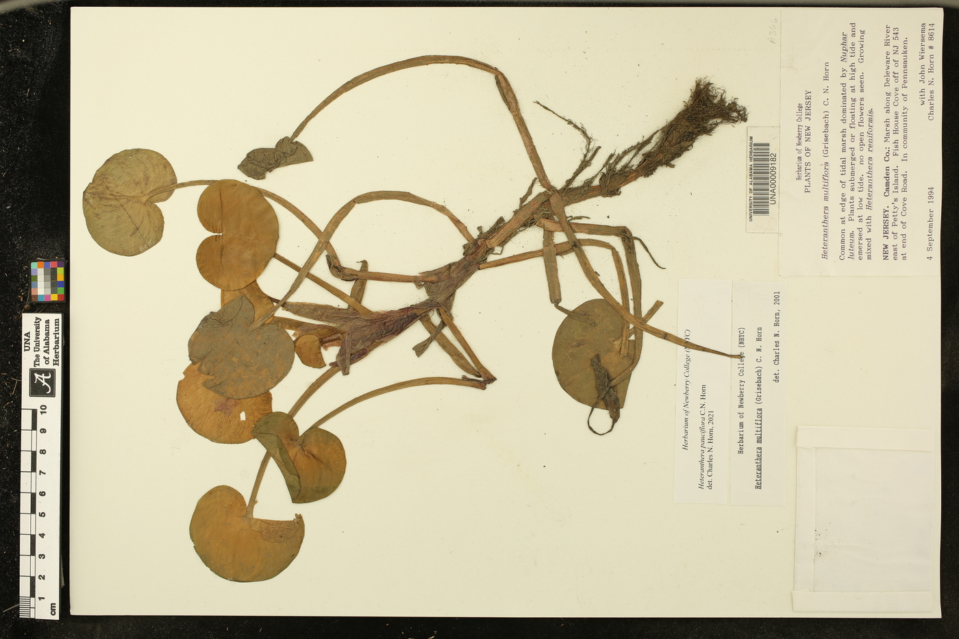 Heteranthera pauciflora image