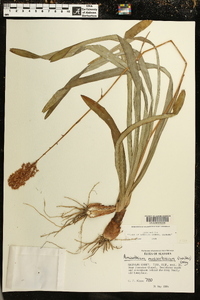 Amianthium muscitoxicum image