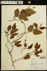 Smilax walteri image