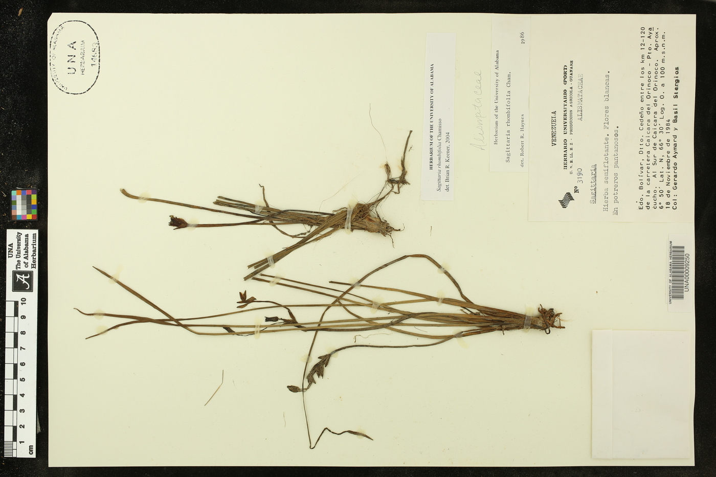 Sagittaria rhombifolia image