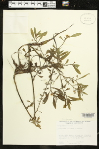 Ludwigia leptocarpa image