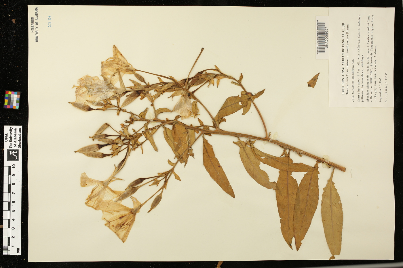 Oenothera grandiflora image