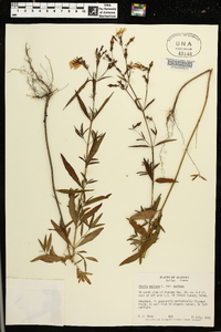 Rhexia mariana var. mariana image