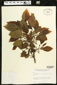 Nyssa aquatica image
