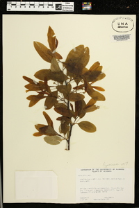 Nyssa biflora image