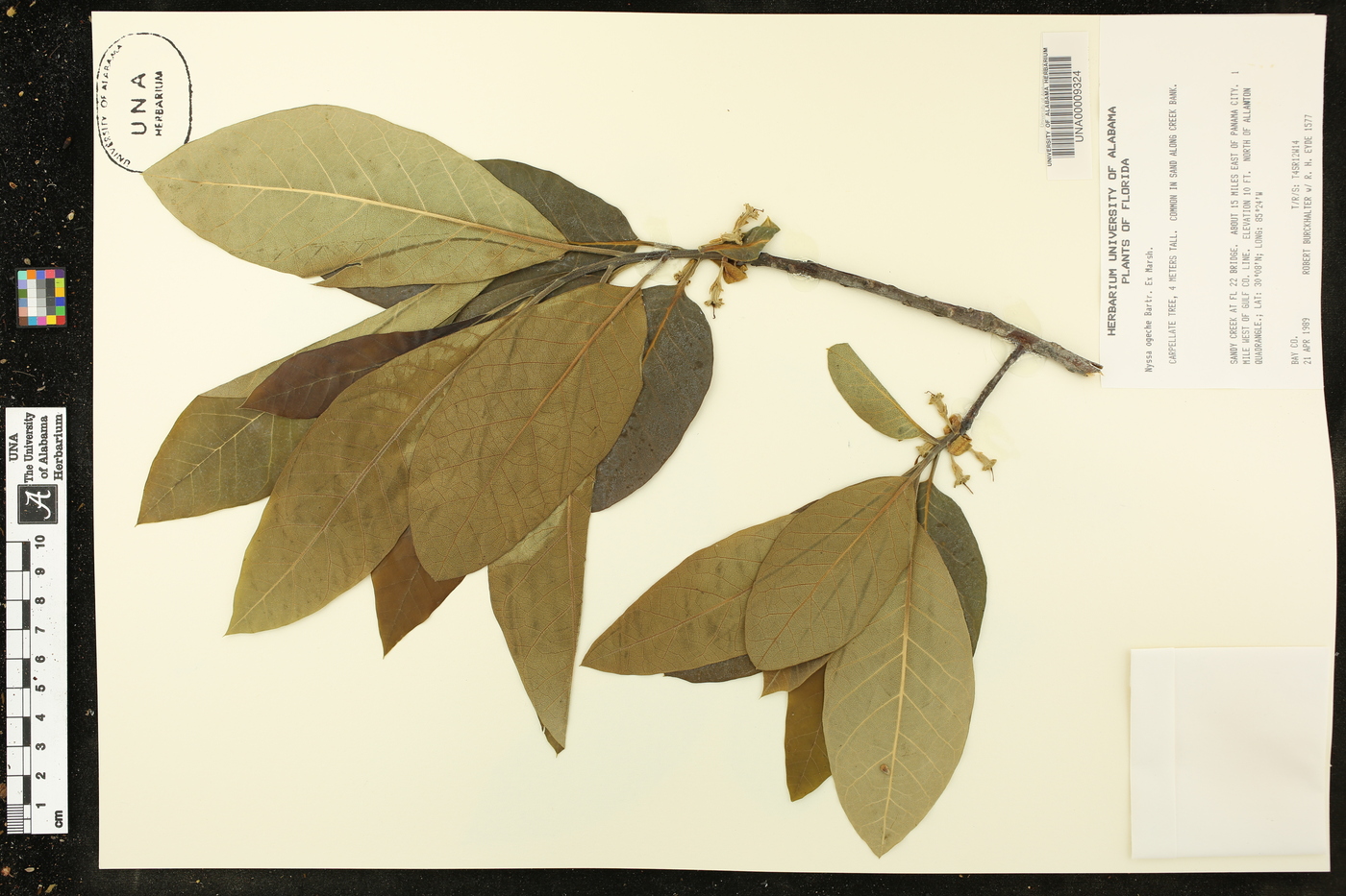 Nyssa ogeche image