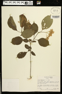 Cornus drummondii image