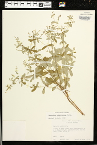 Euphorbia pubentissima image