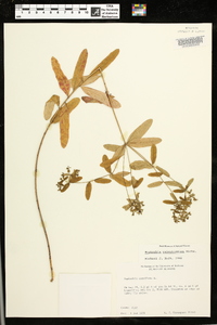 Euphorbia pubentissima image