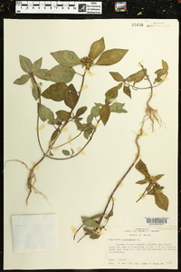 Euphorbia heterophylla image