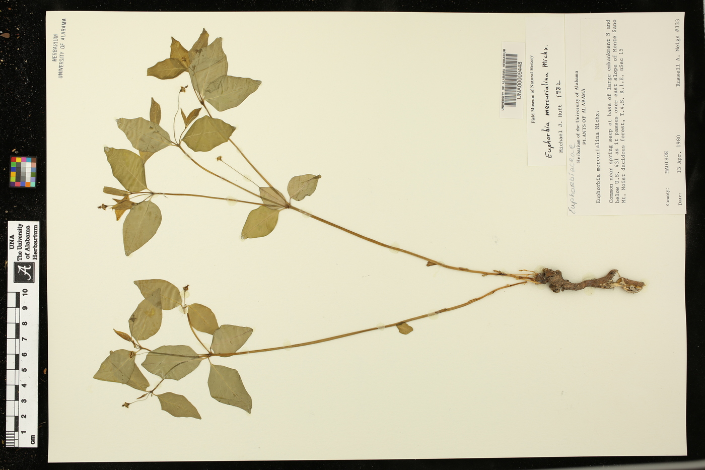 Euphorbia mercurialina image