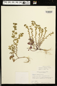 Euphorbia commutata image