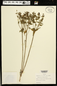 Euphorbia floridana image