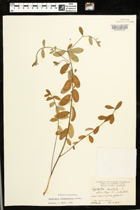 Euphorbia pubentissima image