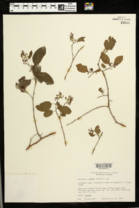 Berchemia scandens image