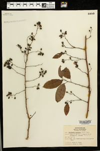 Berchemia scandens image