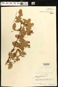 Berchemia scandens image