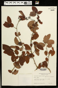 Berchemia scandens image