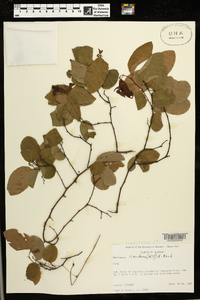 Berchemia scandens image