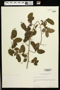 Berchemia scandens image