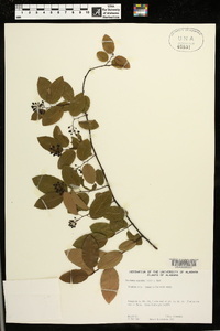 Berchemia scandens image