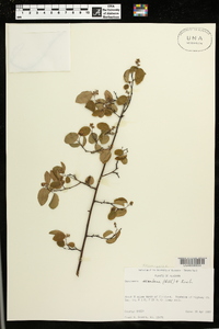 Berchemia scandens image