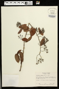 Berchemia scandens image