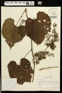 Vitis vulpina image