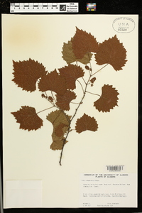 Vitis rotundifolia image