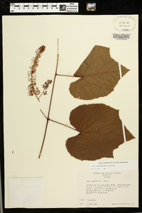 Vitis aestivalis var. aestivalis image