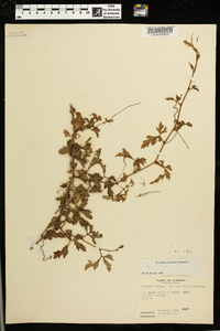 Cissus trifoliata image