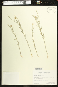 Polygala curtissii image