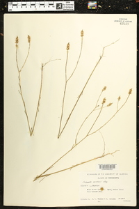 Polygala curtissii image