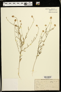 Polygala curtissii image