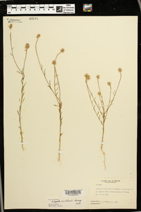 Polygala curtissii image