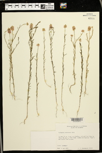 Polygala curtissii image