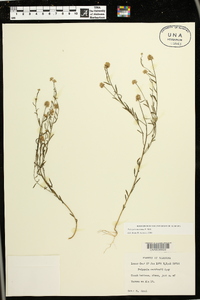 Polygala mariana image