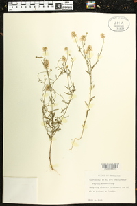 Polygala curtissii image