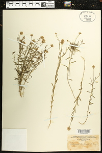 Polygala curtissii image