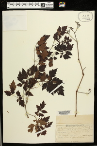 Ampelopsis arborea image