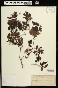 Nekemias arborea image