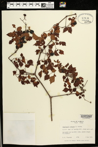 Ampelopsis arborea image